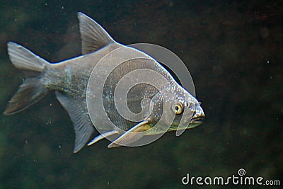 Freshwater bream Stock Photo