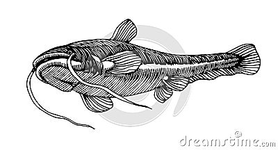 Freshwater catfish, commercial river fish, delicious seafood, engraving, sketch, for logo or emblem Vector Illustration