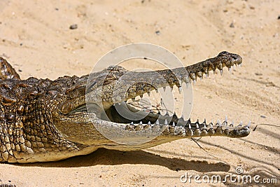 Freshwater crocodile Stock Photo