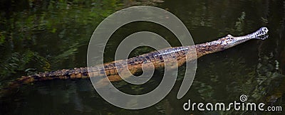 Freshwater crocodile swim in a river Stock Photo