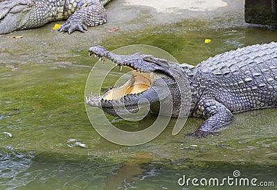 Freshwater crocodiles Stock Photo