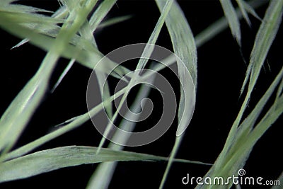 Freshwater cyanobacteria Aphanizomenon on black background by microscope. The cause of algal blooms, green water Stock Photo