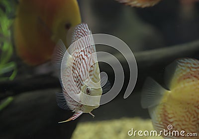 A freshwater discus fish Stock Photo