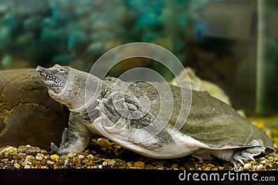 Freshwater exotic Chinese softshell turtle Stock Photo