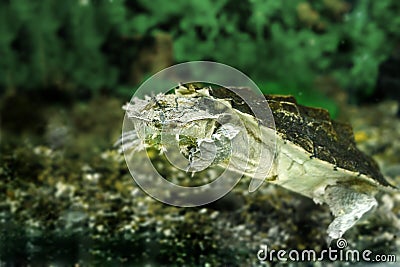 Freshwater exotic turtles Matamata Stock Photo
