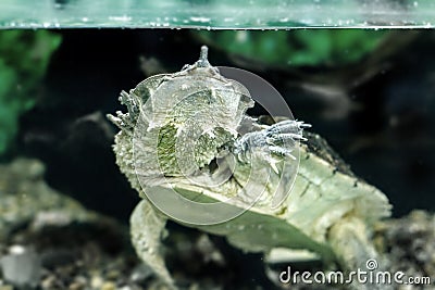 Freshwater exotic turtles Matamata Stock Photo