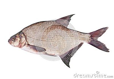 Freshwater fish bream Stock Photo