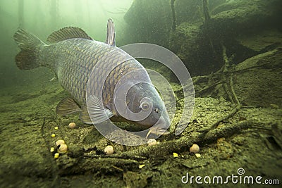 Freshwater fish carp Cyprinus carpio feeding with boilie Stock Photo
