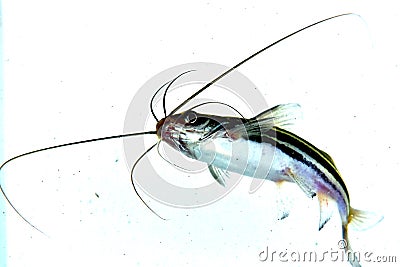 Freshwater fish have long tentacles on their sides with black and white stripes. Stock Photo