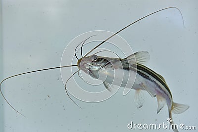 Freshwater fish have long tentacles on their sides with black and white stripes. Stock Photo