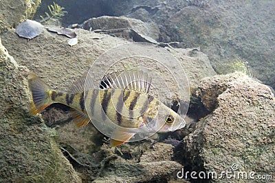 Perch perca fluviatilis Underwater photography Stock Photo