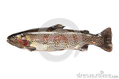 Freshwater fish. rainbow trout (Oncorhynchus mykiss Stock Photo