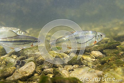 Riffle minnow Alburnoides bipunctatus underwater photography Stock Photo