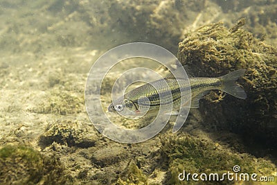 Riffle minnow Alburnoides bipunctatus underwater photography Stock Photo