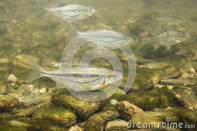 Riffle minnow Alburnoides bipunctatus underwater photography Stock Photo