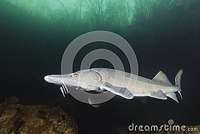 Freshwater fish Siberian Sturgeon, Acipenser baeri in the beautiful clean river. Underwater photography of swimming sturgeon in Stock Photo