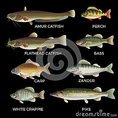 Freshwater fish species Vector Illustration