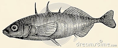 The freshwater fish - three-spined stickleback (Gasterosteus aculeatus). Cartoon Illustration