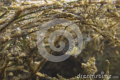 Freshwater fish Three spined stickleback Gasterosteus aculeatus underwater Stock Photo