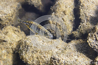 Freshwater fish Three spined stickleback Gasterosteus aculeatus underwater Stock Photo