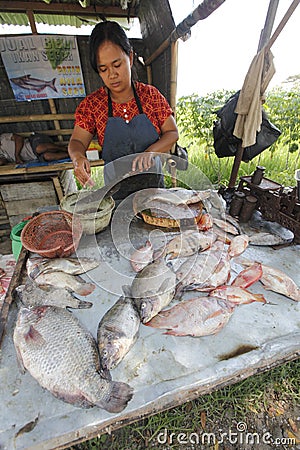 Freshwater fish Editorial Stock Photo