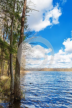 Freshwater lake with super clean blue water, pine trees and birche trees on the shore. landscape with blue sky and big white Stock Photo