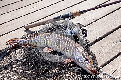 Trophy fishing. Big freshwater pike and fishing equipment lies o Stock Photo