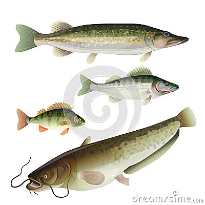 Freshwater predatory fish Vector Illustration