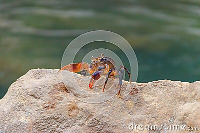 Freshwater river crab Potamon ibericum on stone near a mountain river Stock Photo