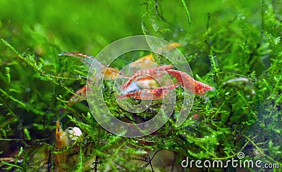 Freshwater shrimps Stock Photo