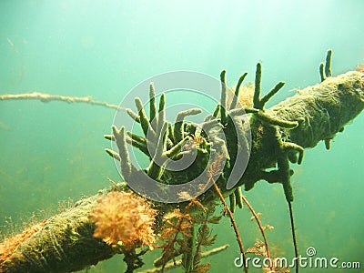 Freshwater Sponge Spongilla lacustris underwater photography Stock Photo