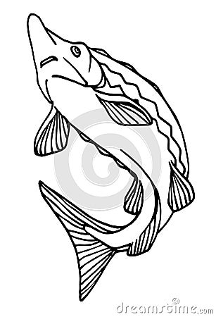 Freshwater sturgeon, rare commercial fish, delicious food, for logo or emblem Vector Illustration