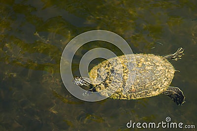 Freshwater Turtle Stock Photo
