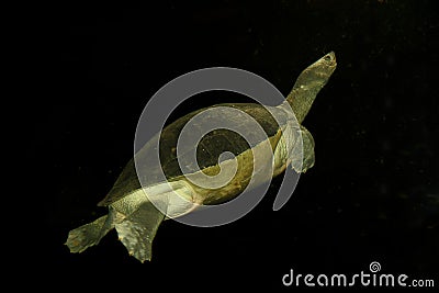 Freshwater turtle Stock Photo