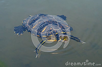 Freshwater turtle swims in the water. The turtle rose from the water head. Terrapin. Stock Photo