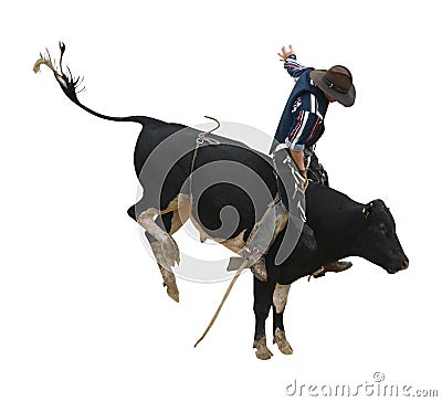 Fresian Bucking Bull with Cowboy Stock Photo