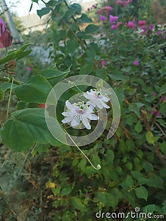 Fress Flower plant leaf beautiful nature morning time view Stock Photo