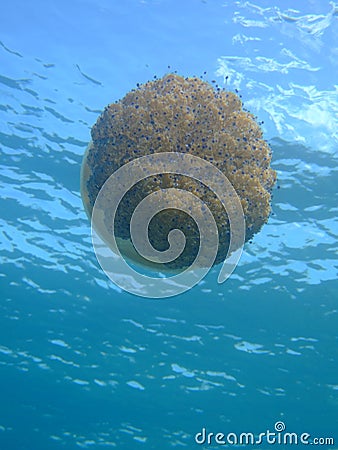 Fried Egg Jellyfish close up underwater Stock Photo