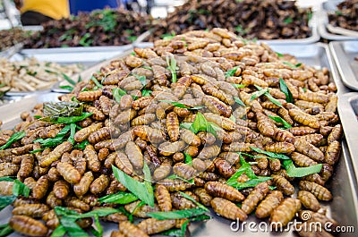 Fried silk worms Stock Photo