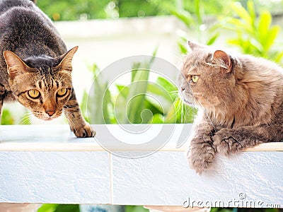 Friend between black thai cat and gray percian cat Stock Photo