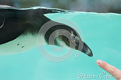Humboldt African Penguin Stock Photo