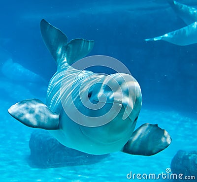 Friendly Beluga Whale Stock Photo