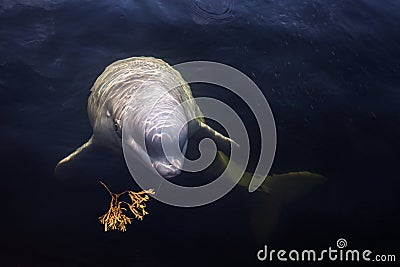Friendly beluga whale looks up from underwater Stock Photo