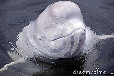 Friendly beluga whale up close with mouth shut Stock Photo