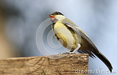 Friendly Bird Paridae Stock Photo