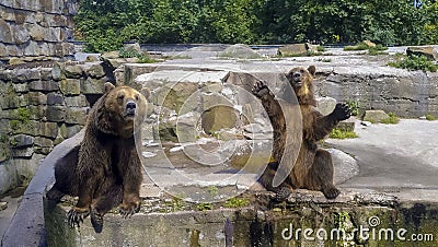Friendly brown bears sitting and waving a paw in the zoo Stock Photo