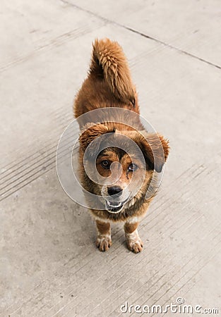 Friendly brown dog Stock Photo