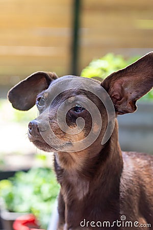 Friendly brown pinscher dog portrait outdoor Stock Photo