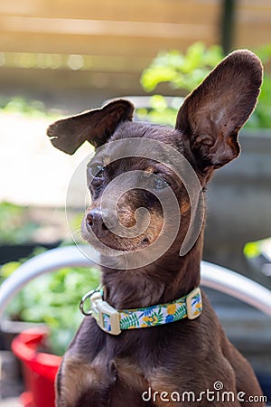 Friendly brown pinscher dog portrait outdoor Stock Photo