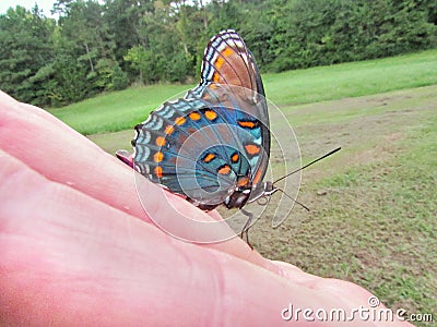 Friendly butterfly Stock Photo